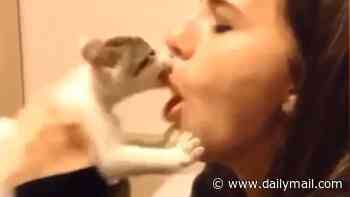 The dark side of viral cat videos: Behaviours deemed cute or funny are actually signs of feline distress, study warns