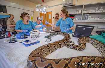 UK zoo saves cancer-stricken python with pioneering treatment