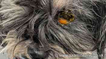 Yorkshire woman sentenced after dog left with 'eye bulging out' from neglect