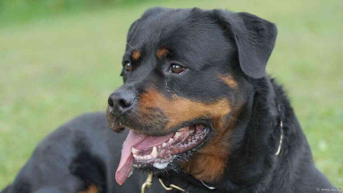 Tödlicher Hundeangriff: 72-Jähriger stirbt – Sohn und Enkel finden ihn
