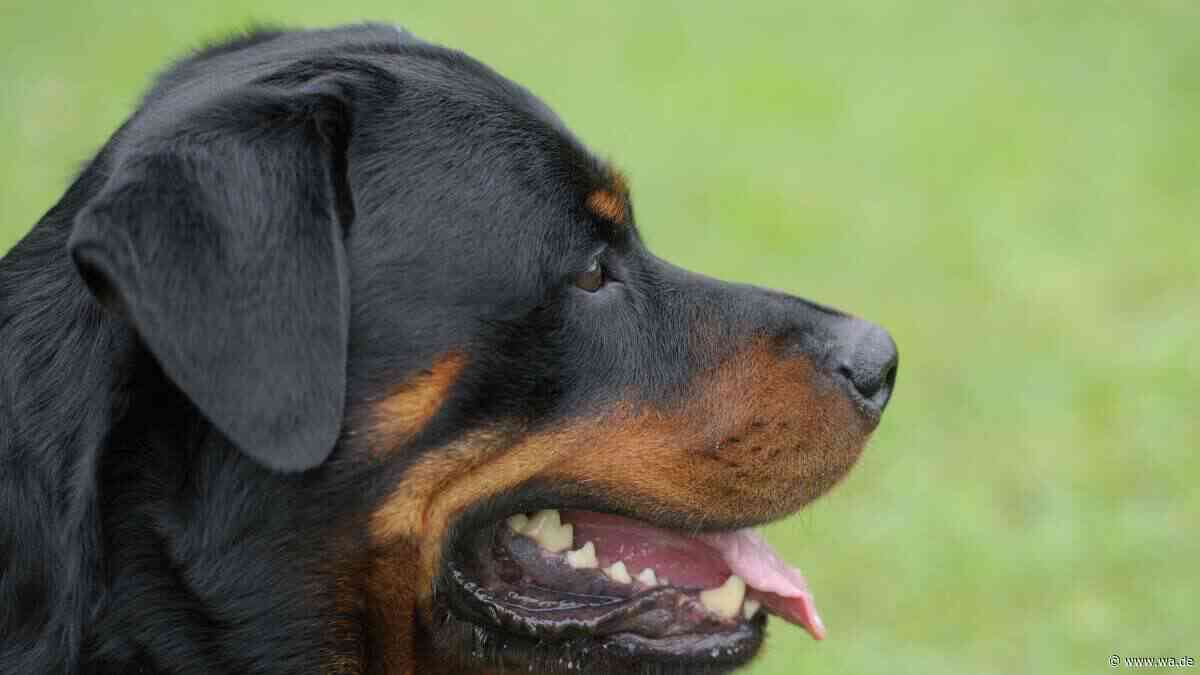 Tragödie in Italien: 72-Jähriger stirbt nach Angriff von zwei Rottweilern