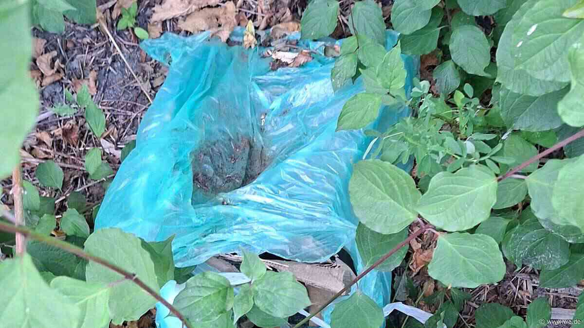 „Das ist grausam“: 13-Jähriger findet tote Katzen in Müllsäcken am Straßenrand