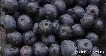‘No indication’ U.S. blueberry recall for death risk impacts Canada: CFIA