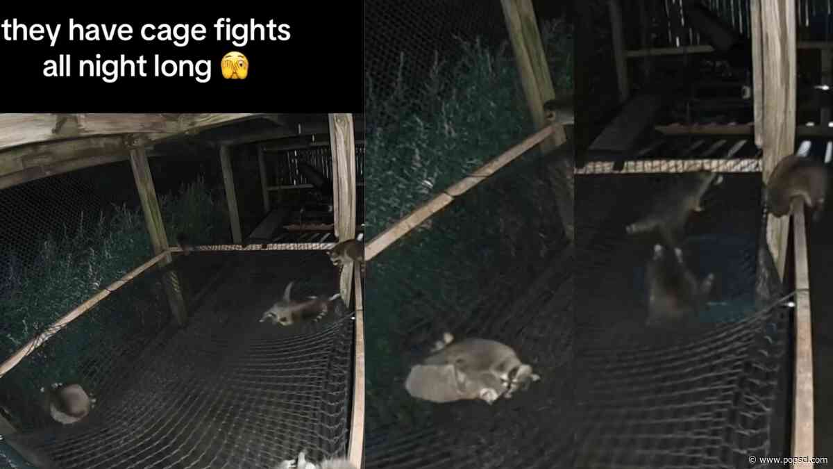 Baby raccoon wrestling shenanigans caught on wildlife center camera