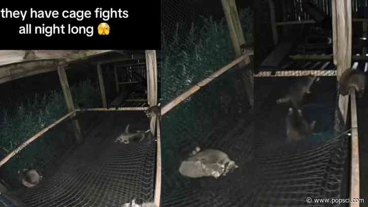Baby raccoon wrestling shenanigans caught on wildlife center camera