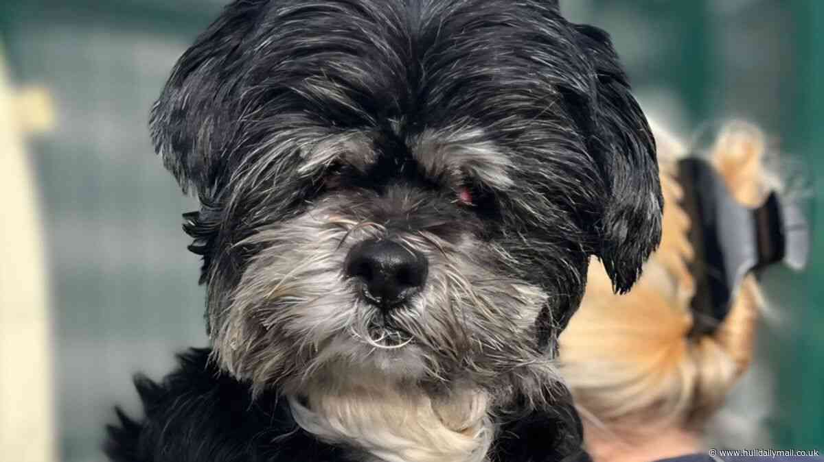 Animal ban for Hull woman who neglected dog so badly it had to have its eyes removed