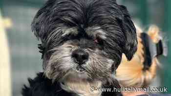 Animal ban for Hull woman who neglected dog so badly it had to have its eyes removed