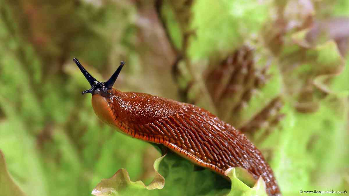 Keep slugs away from your garden and 'under control' if you use one natural ingredient