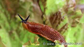 Keep slugs away from your garden and 'under control' if you use one natural ingredient