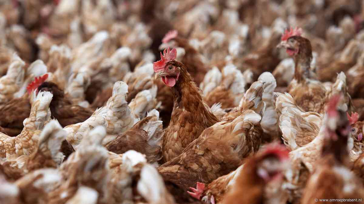 Kippenboeren werd niet verteld hoeveel minder stikstof ze moesten uitstoten