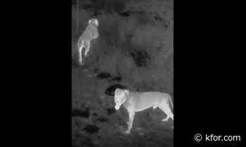 Two arrested following dog attack in Oklahoma City