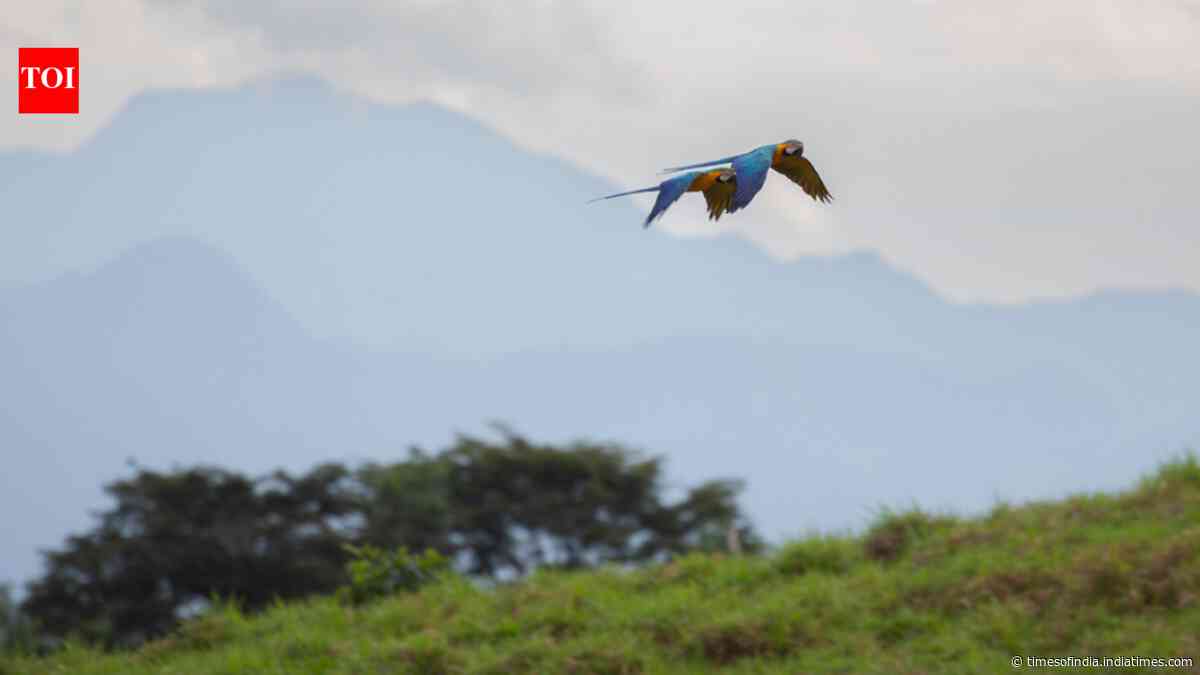 Scientists use rainforest sounds to teach AI to identify hard-to-recognise birds