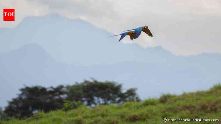 Scientists use rainforest sounds to teach AI to identify hard-to-recognise birds