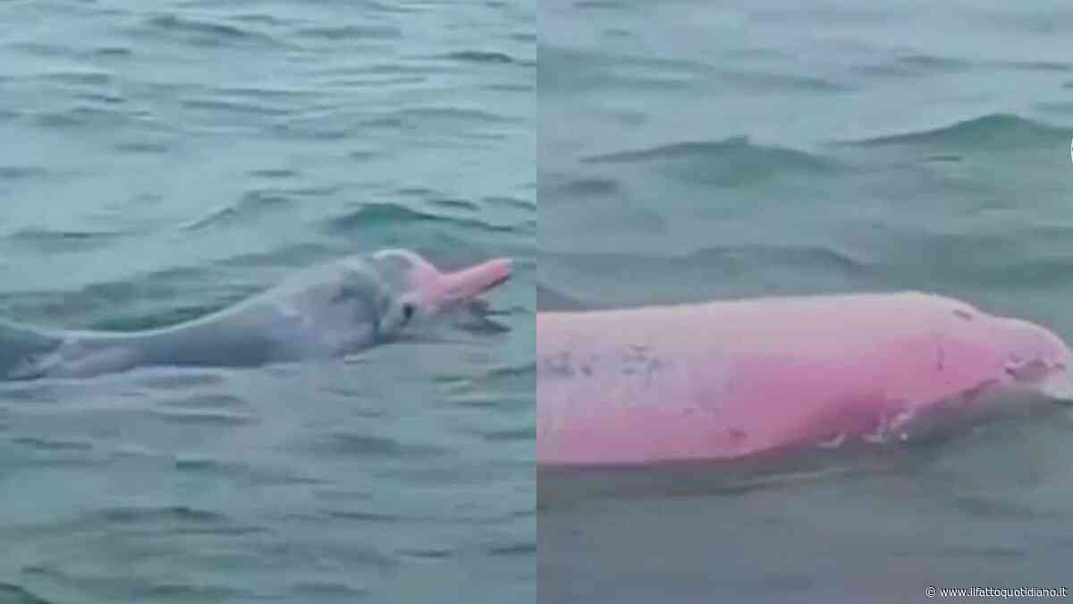 Turista si imbatte in rari delfini rosa in Thailandia e li riprende: ecco perché hanno questo colore e qual è la leggenda che li circonda