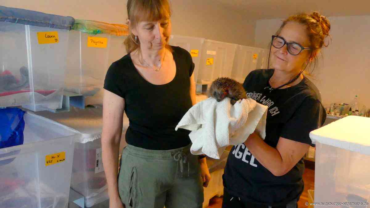 Überlebenskampf im gepflegten Garten: Warum Igel dringend Hilfe brauchen
