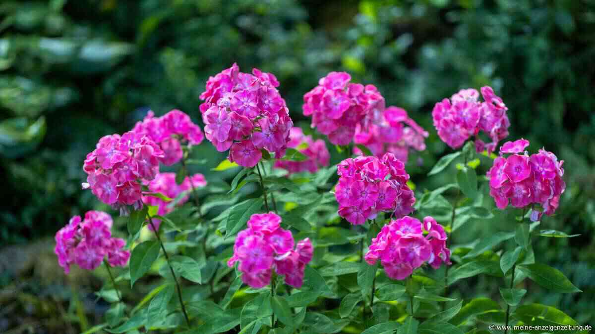 Phlox schneiden ohne Fehler: Diese Regeln gelten für jede Art