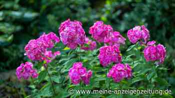 Phlox schneiden ohne Fehler: Diese Regeln gelten für jede Art