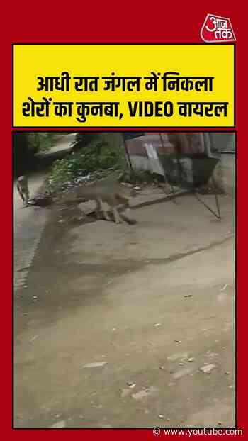 आधी रात जंगल में निकला शेरों का कुनबा, VIDEO वायरल | #girsomnath #lion #viralvideo #shorts