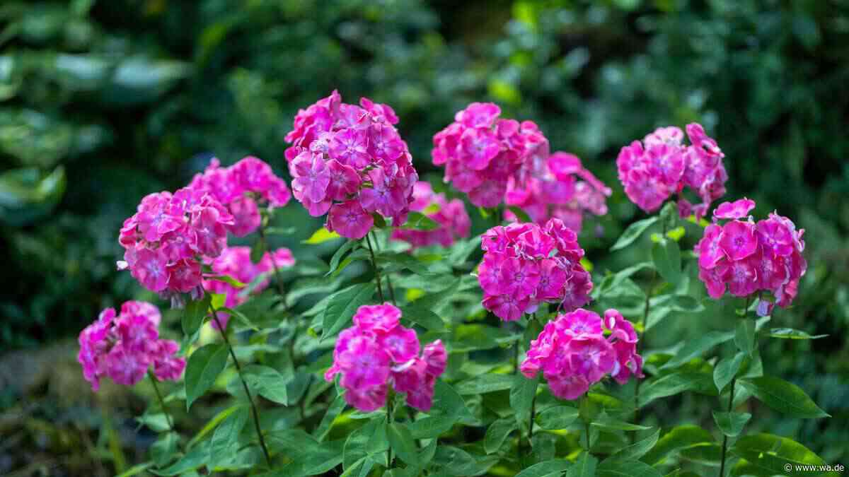Phlox schneiden ohne Fehler: Diese Regeln gelten für jede Art