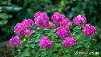 Phlox schneiden ohne Fehler: Diese Regeln gelten für jede Art