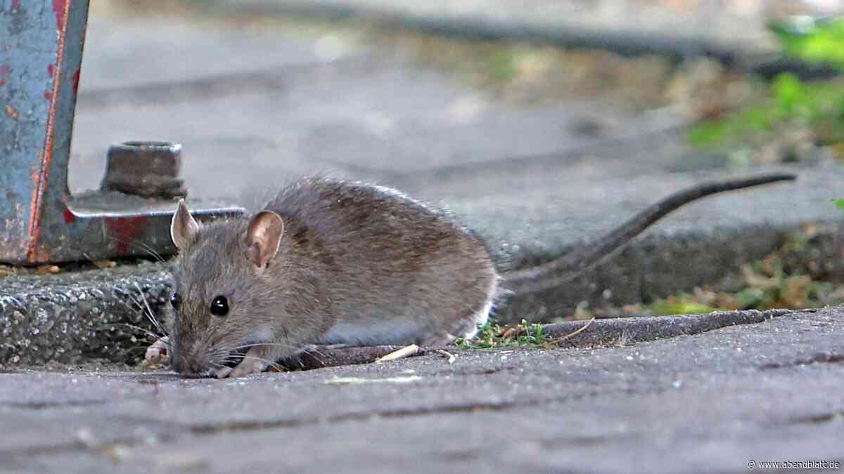 Rattenbefall auf Gelände von Elbkinder-Kita – Außenbereich komplett gesperrt