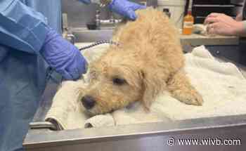 Woman charged after keeping 22 animals in 'deplorable' living conditions