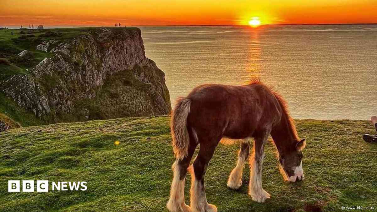Cliff horses removed after more than 100 years in grazing rights row