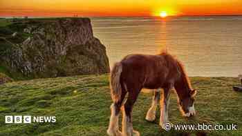 Cliff horses removed after more than 100 years in grazing rights row