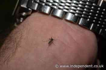 West Nile virus deaths are climbing as US enters peak season for deadly mosquito-borne infections