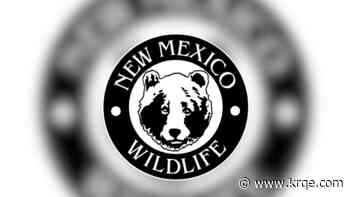 Bear bites man camping near Red River