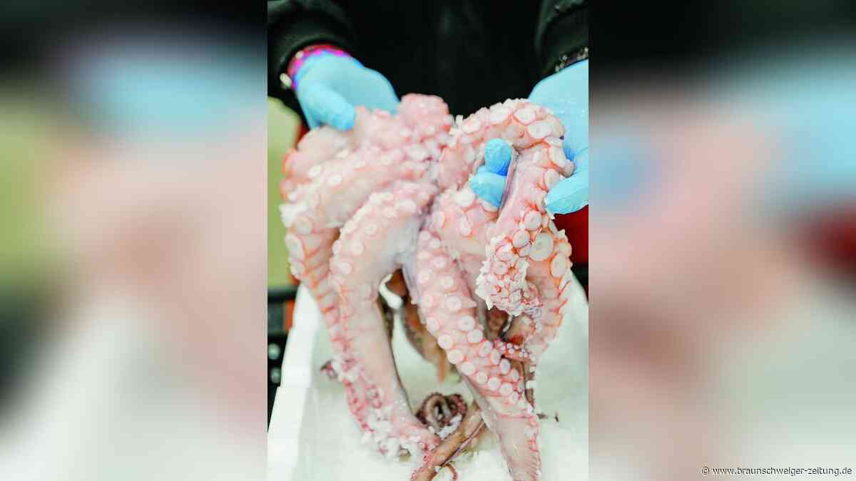 Tintenfische erobern die heimische Nordsee – und werden in den Süden exportiert