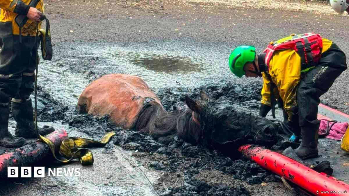 Horse rescued from muddy bog by firefighters