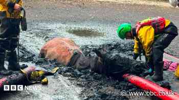 Horse rescued from muddy bog by firefighters