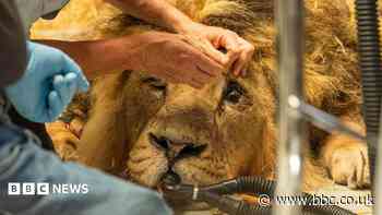 Lion recovering 'well' following eye operation