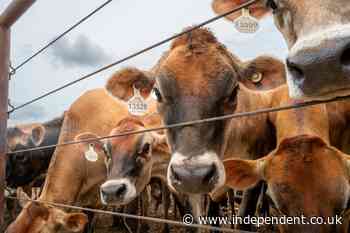 Where’s the beef? Trump says he’s got ‘300,000 metric tons’ of it
