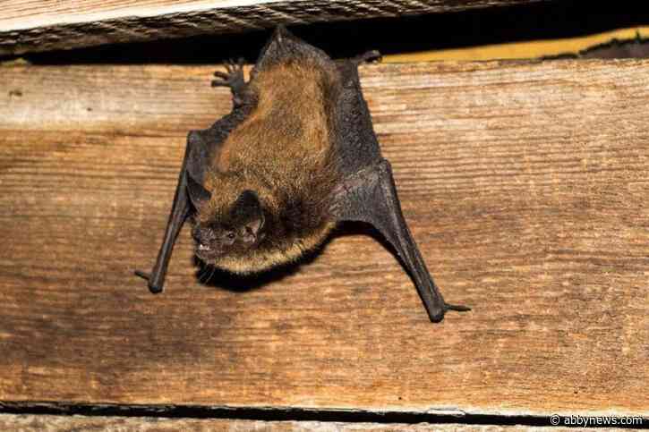 Vancouver Island vet clinics warn about bat encounters due to rabies