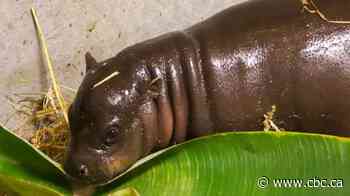 Toronto Zoo officially names pygmy hippo calf 'Maple'