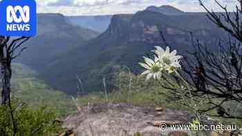 Australia has a soft spot for the amazing flannel flower