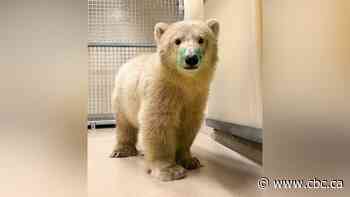 Orphaned polar bear cub arrives at Winnipeg's Assiniboine Park Zoo