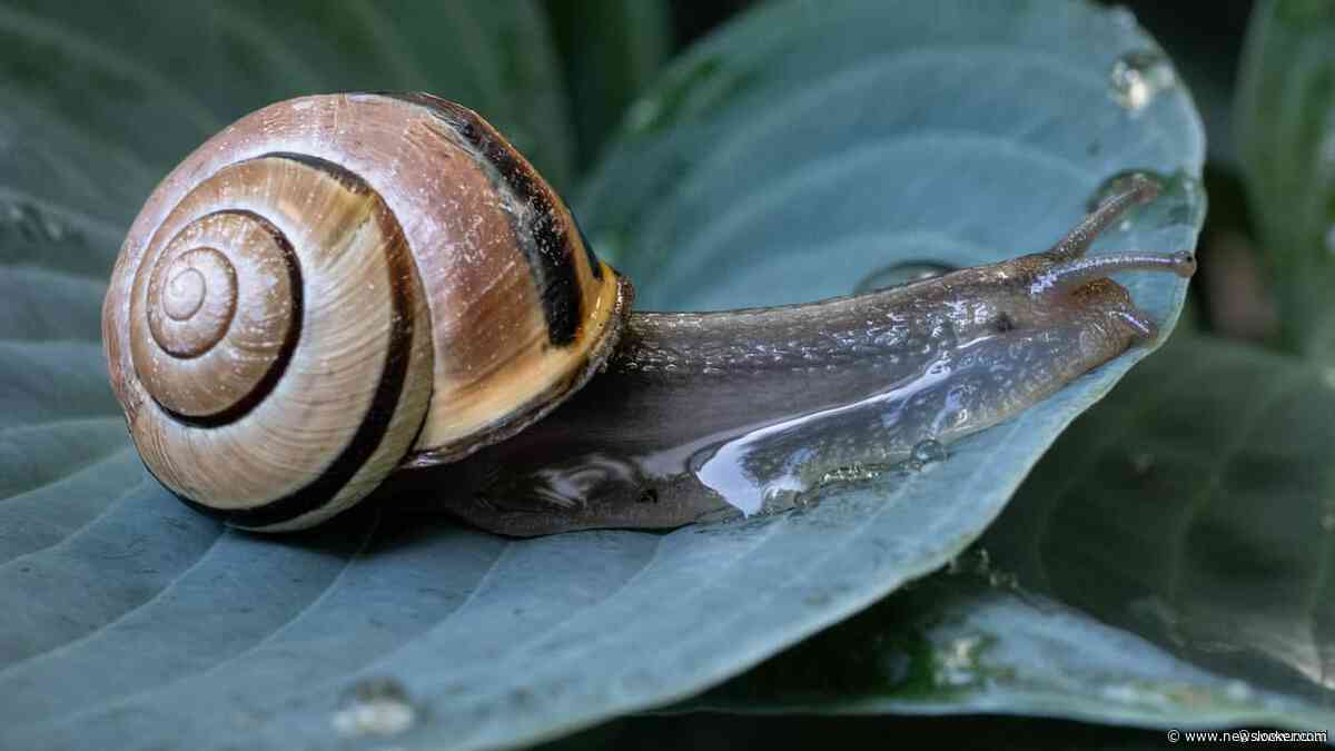 Dieren leven weer op na regen, maar stuiten door droogte op voedseltekort