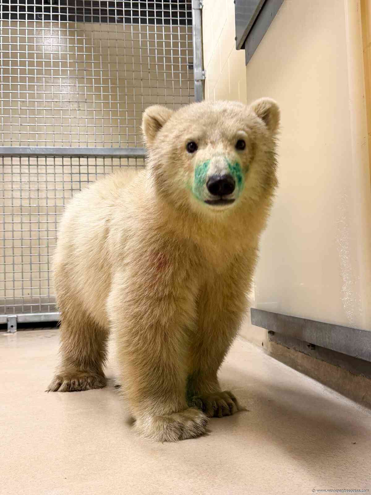 Zoo caring for orphaned polar bear cub