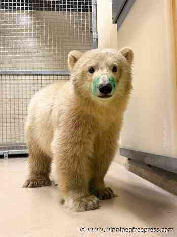 Zoo caring for orphaned polar bear cub