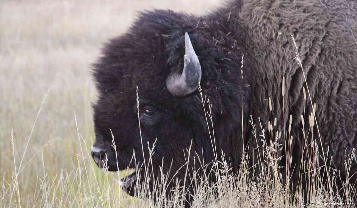 Tourists spotted getting dangerously close to bison in viral video