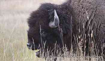 Tourists spotted getting dangerously close to bison in viral video