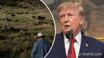 GOP backlash grows to Trump's beef price intervention