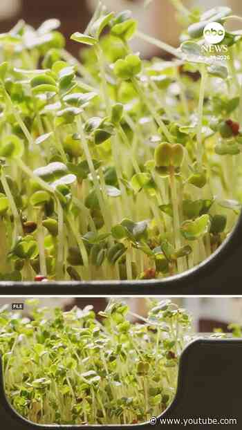 FDA and CDC tracking several foodborne illness outbreaks