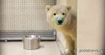 Orphaned polar bear to be ‘ambassador’ for Churchill at Assiniboine Park Zoo