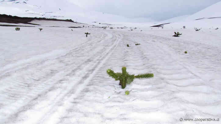 Conaf denunció ingreso ilegal de motos de nieve y daños a araucarias en Reserva Malalcahuello