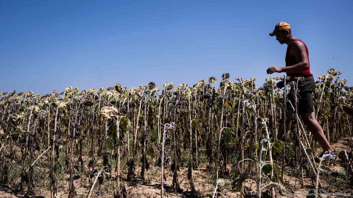 Italiens Felder unter Druck: Hitze, Dürre und Schädlinge bedrohen Landwirtschaft