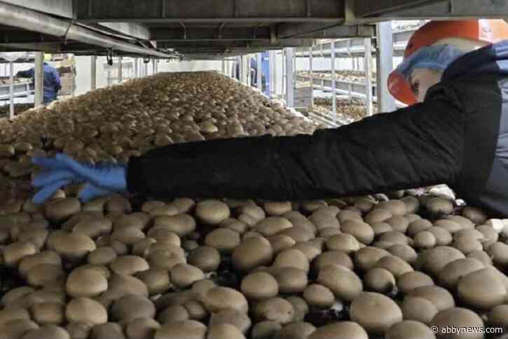Hope mushroom composting facility gets $7K fine for emissions violations